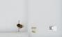 Bombus (Pyrobombus) ternarius