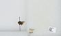 Bombus (Pyrobombus) ternarius