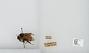 Bombus (Pyrobombus) ternarius