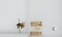 Bombus (Pyrobombus) ternarius