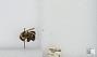 Bombus (Pyrobombus) vagans vagans