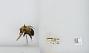 Bombus (Pyrobombus) vagans vagans