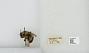 Bombus (Pyrobombus) vagans vagans
