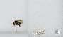 Bombus (Pyrobombus) vandykei