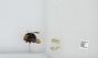 Bombus (Pyrobombus) vandykei