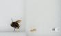Bombus (Pyrobombus) vandykei
