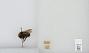 Bombus (Pyrobombus) vosnesenskii