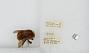 Bombus (Rubicundobombus) rubicundus