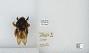 Bombus (Rufipedibombus) eximius