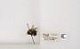 Bombus (Separatobombus) griseocollis