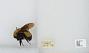 Bombus (Separatobombus) morrisoni