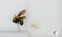 Bombus (Separatobombus) morrisoni