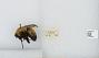 Bombus (Separatobombus) morrisoni