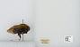 Bombus (Separatobombus) morrisoni