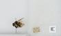 Bombus sp.