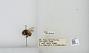 Bombus sp.