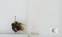 Bombus sp.