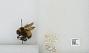Bombus sp.
