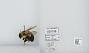 Bombus sp.