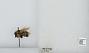 Bombus sp.