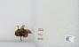 Bombus sp.