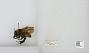 Bombus sp.