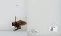 Bombus sp.