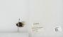 Bombus sp.