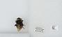 Bombus sp.