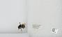 Bombus sp.