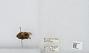 Bombus sp.