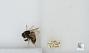 Bombus sp.
