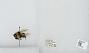 Bombus sp.