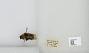Bombus sp.