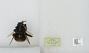 Bombus sp.