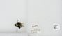 Bombus sp.