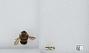 Bombus sp.