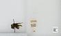 Bombus sp.
