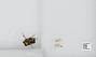 Bombus sp.