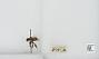 Bombus sp.