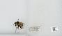 Bombus sp.