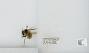 Bombus sp.