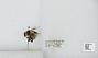 Bombus sp.