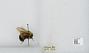 Bombus sp.
