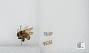 Bombus sp.