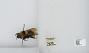 Bombus sp.