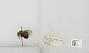 Bombus sp.