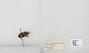Bombus sp.