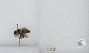Bombus sp.