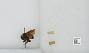Bombus sp.